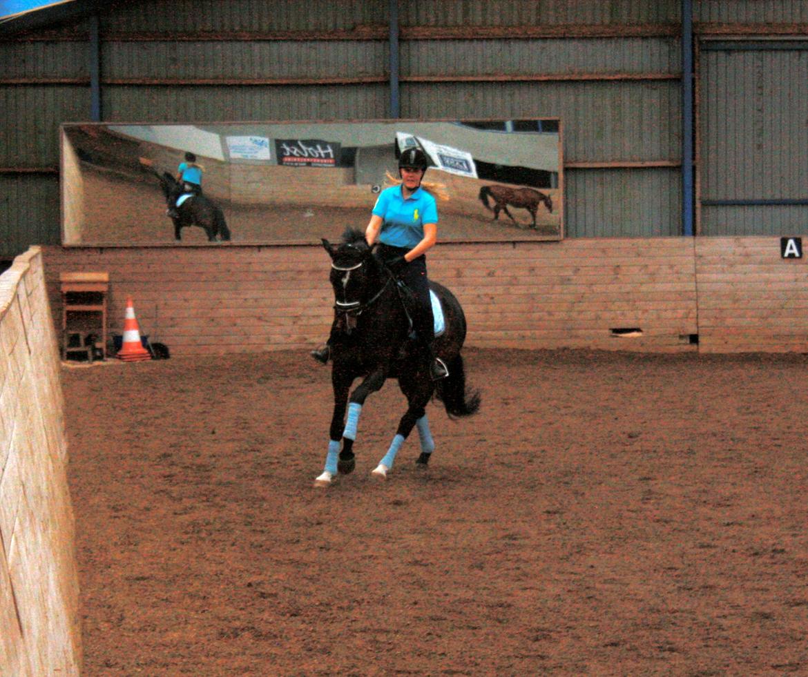 Dansk Varmblod Di Gio billede 6