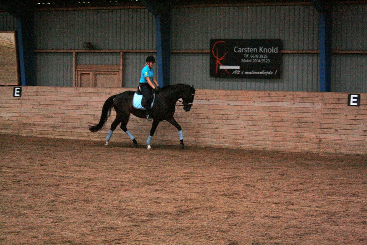 Dansk Varmblod Di Gio billede 7