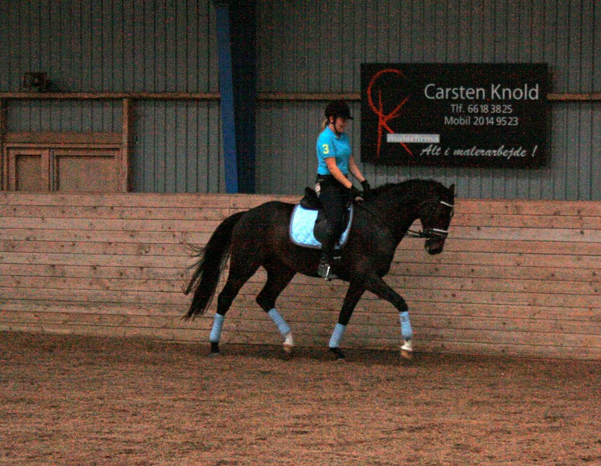 Dansk Varmblod Di Gio billede 8