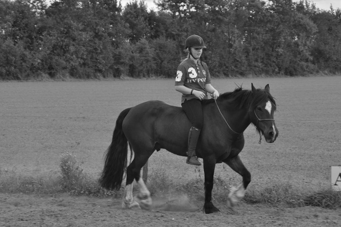 Welsh Pony af Cob-type (sec C) Chameur! billede 13