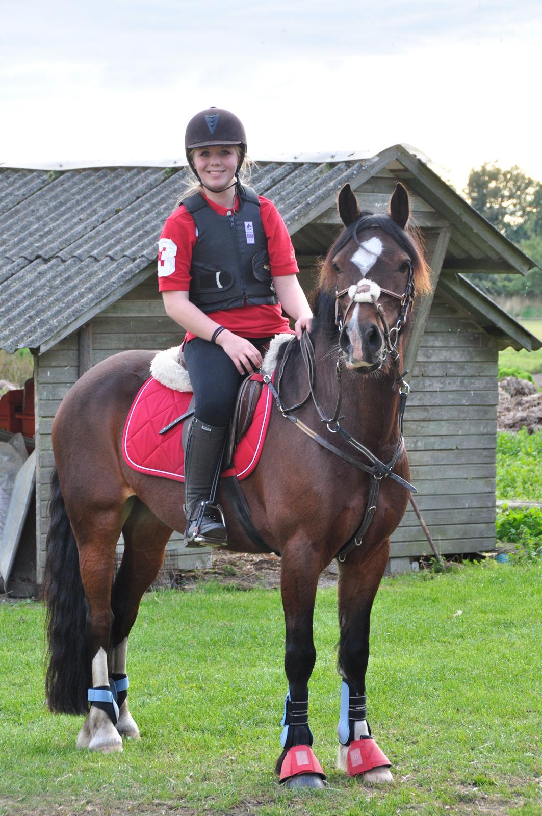 Welsh Pony af Cob-type (sec C) Chameur! billede 14