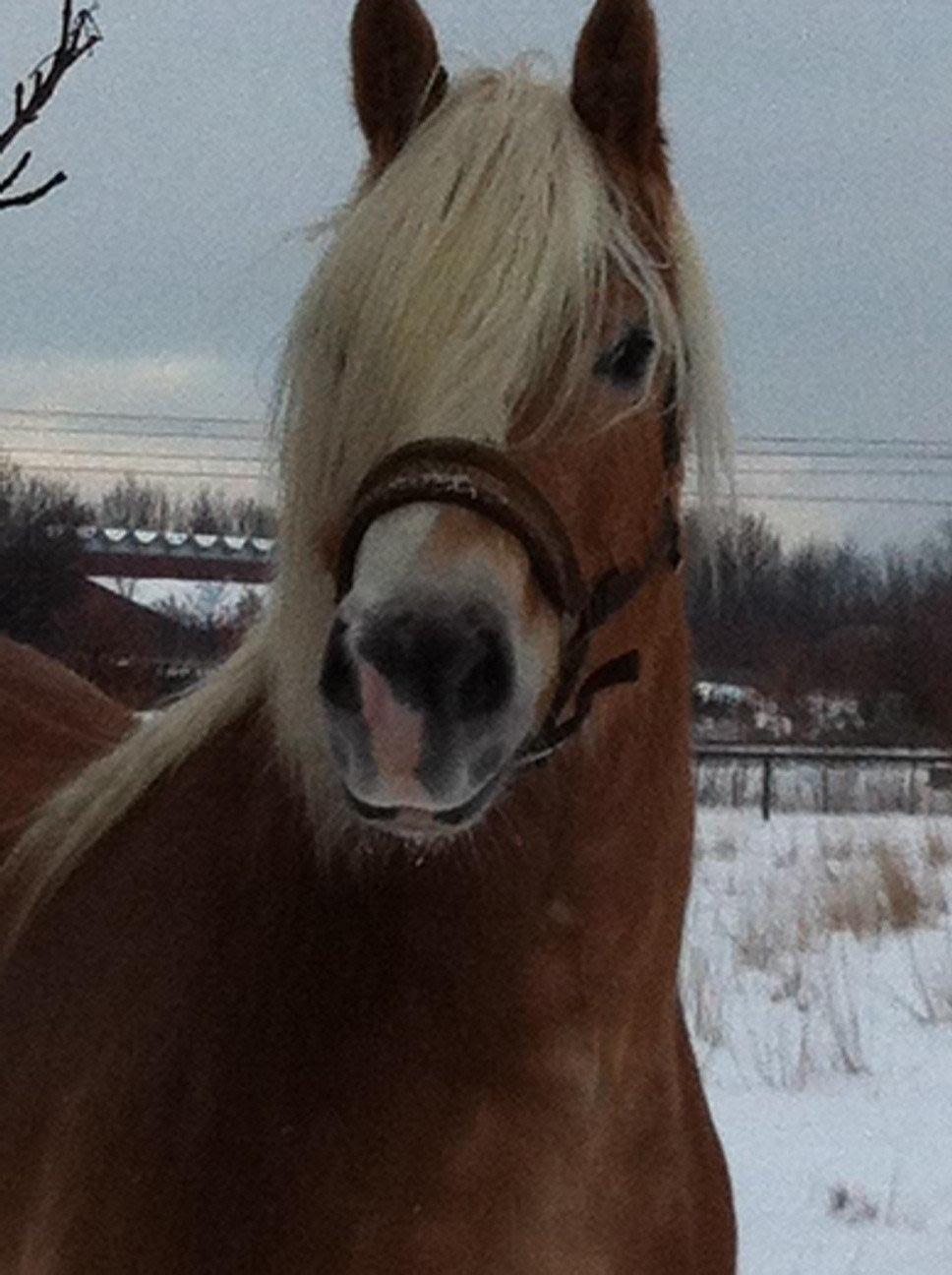 Haflinger Mirabell billede 7