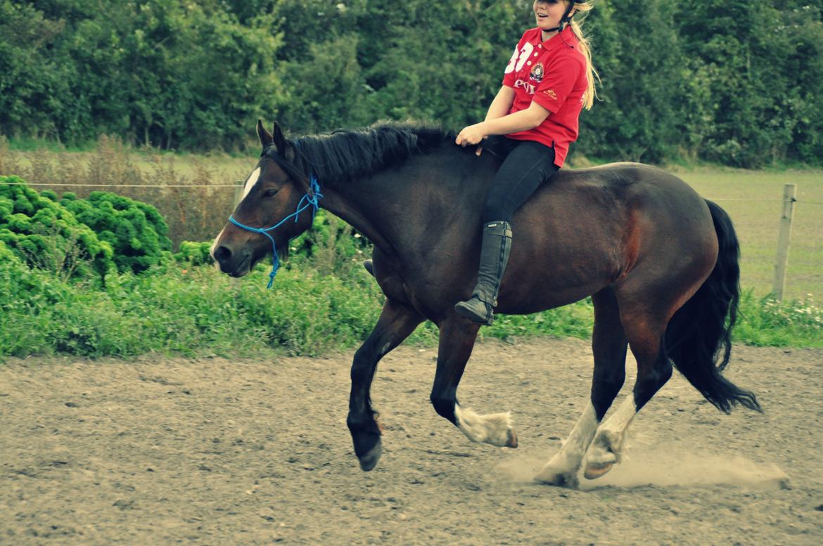 Welsh Pony af Cob-type (sec C) Chameur! - Its all about trust billede 2
