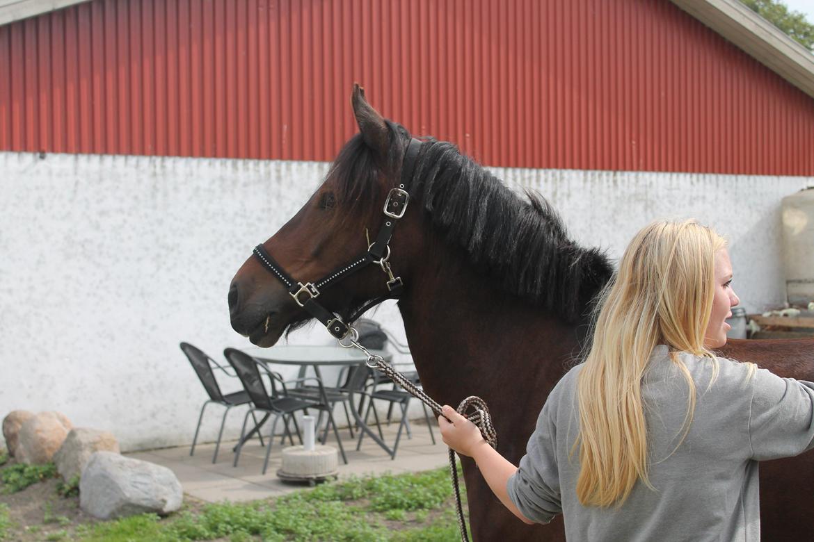 Welsh Pony af Cob-type (sec C) Chameur! billede 11