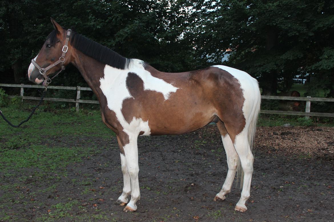 Pinto Pride billede 22