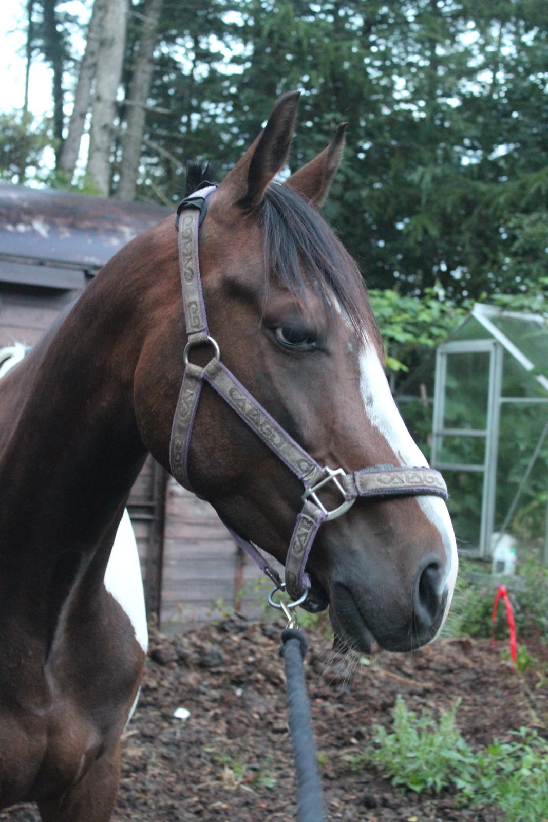 Pinto Pride billede 5