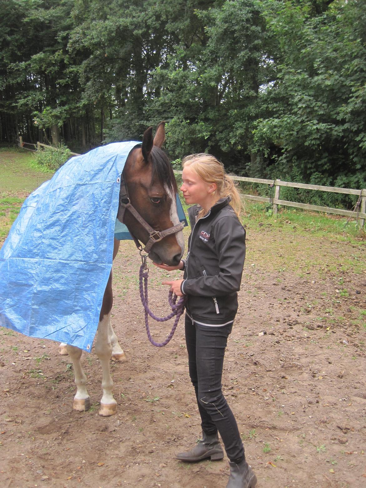 Pinto Pride billede 23