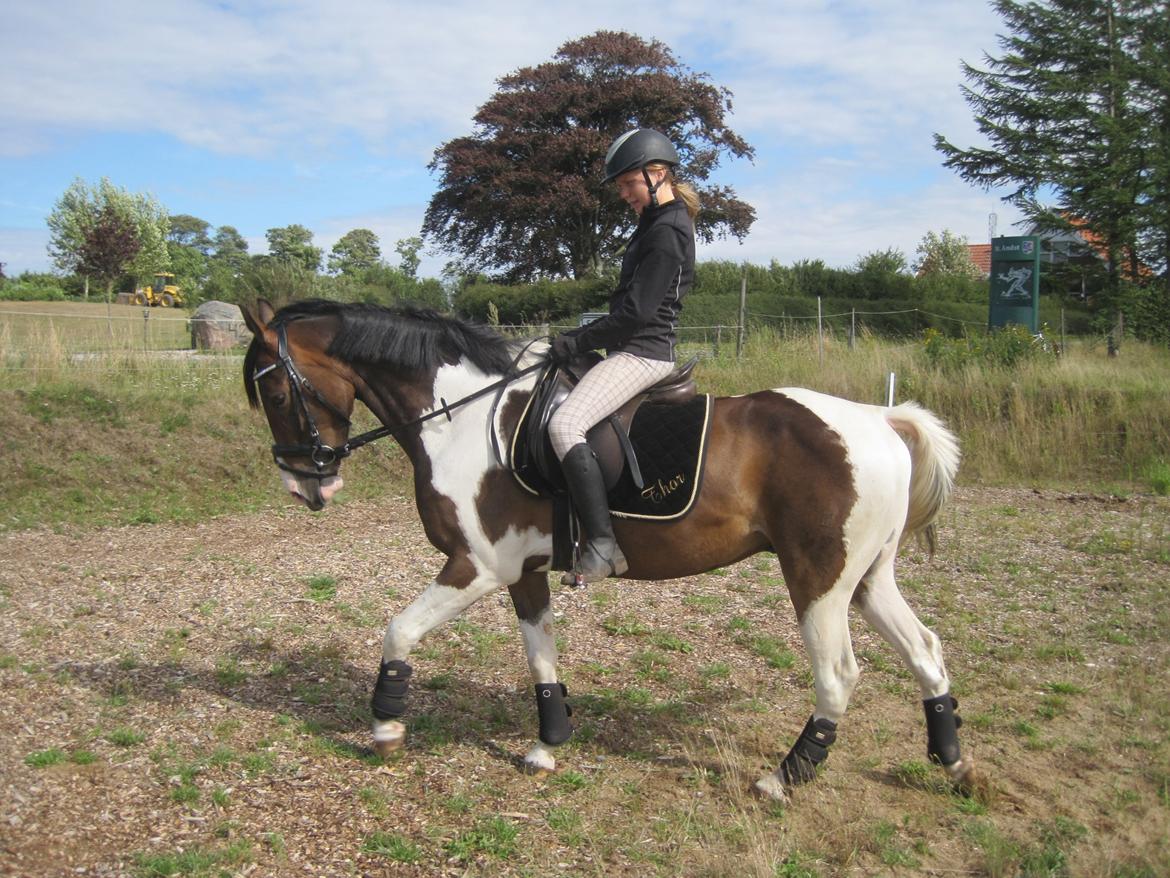 Pinto Pride billede 24