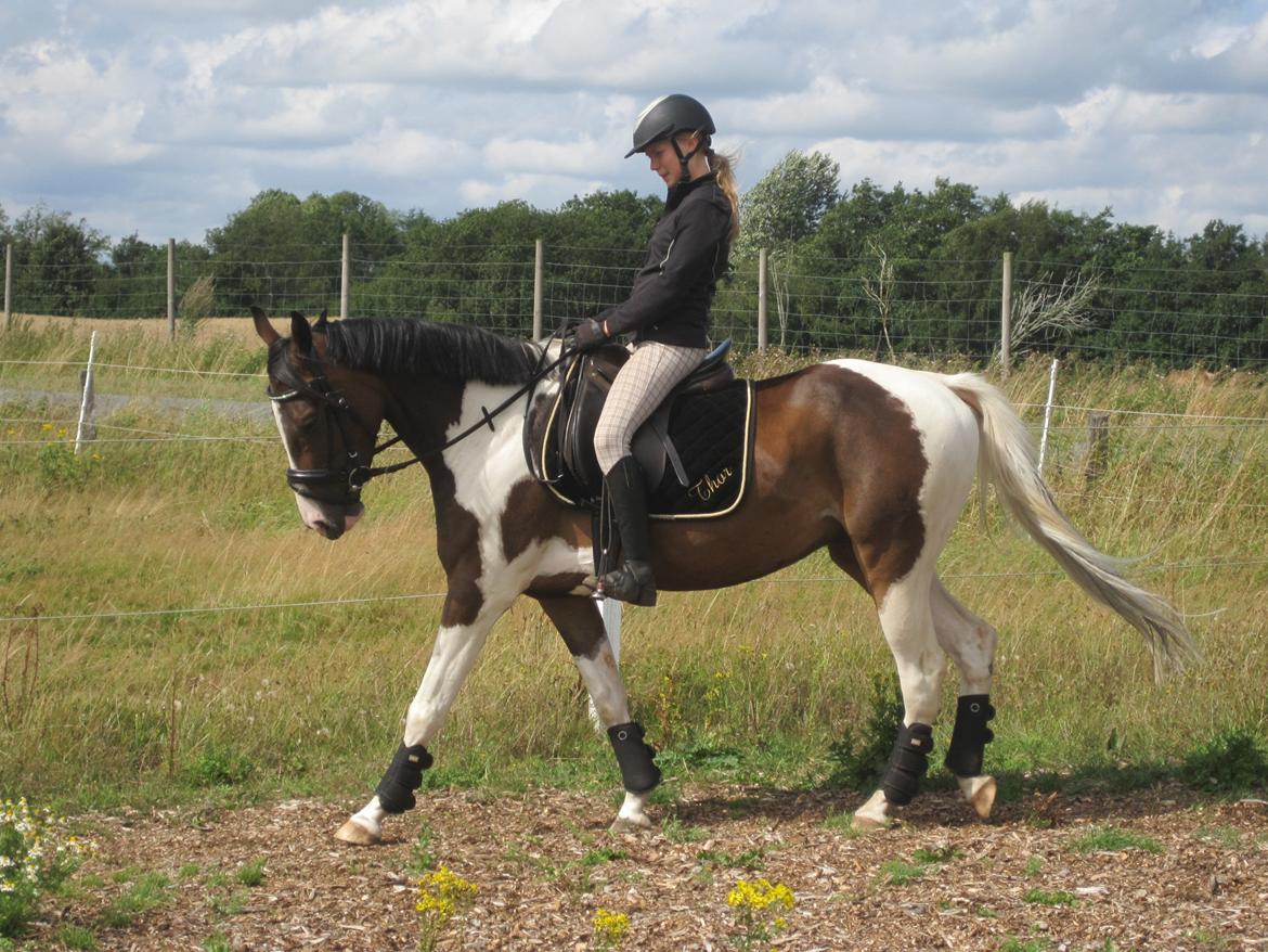 Pinto Pride billede 25