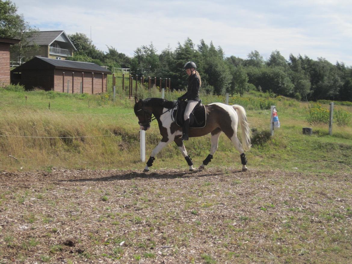 Pinto Pride billede 26