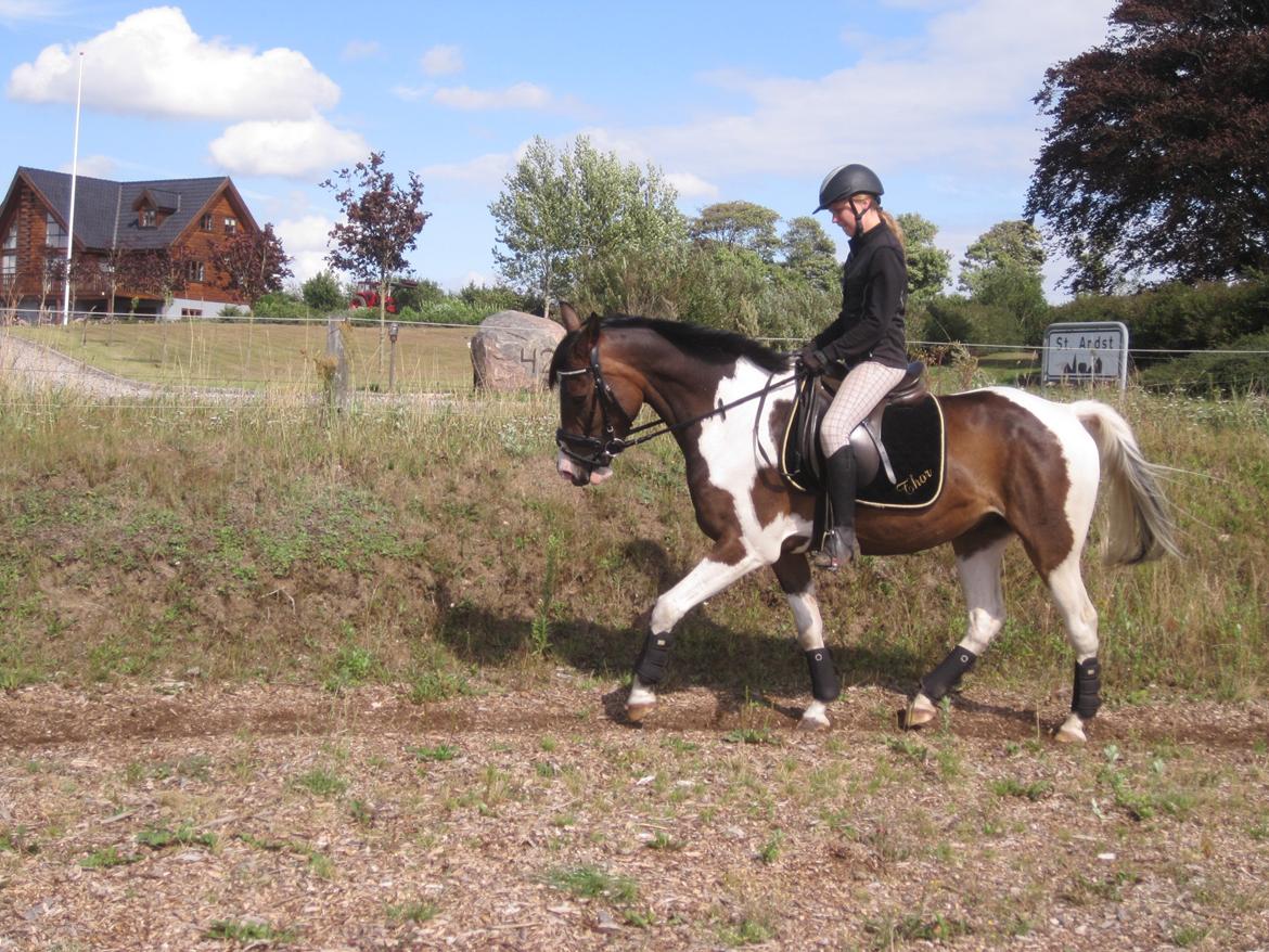 Pinto Pride billede 27