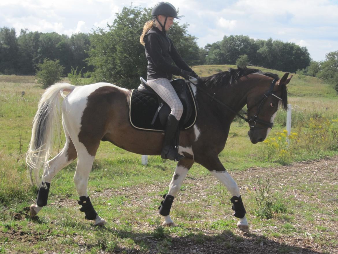 Pinto Pride billede 28