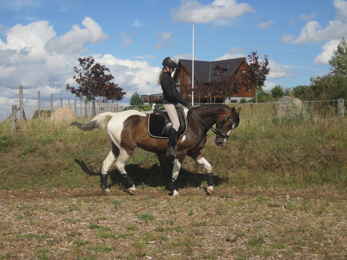 Pinto Pride billede 29