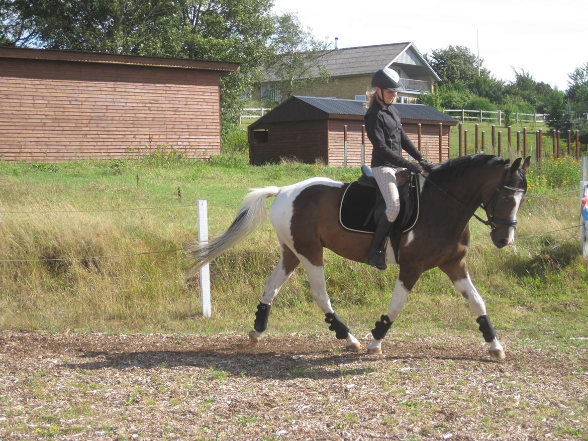 Pinto Pride billede 30