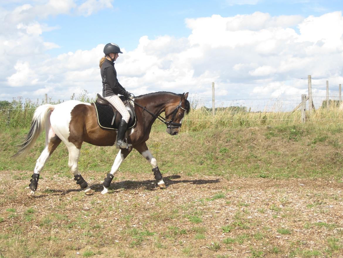 Pinto Pride billede 31