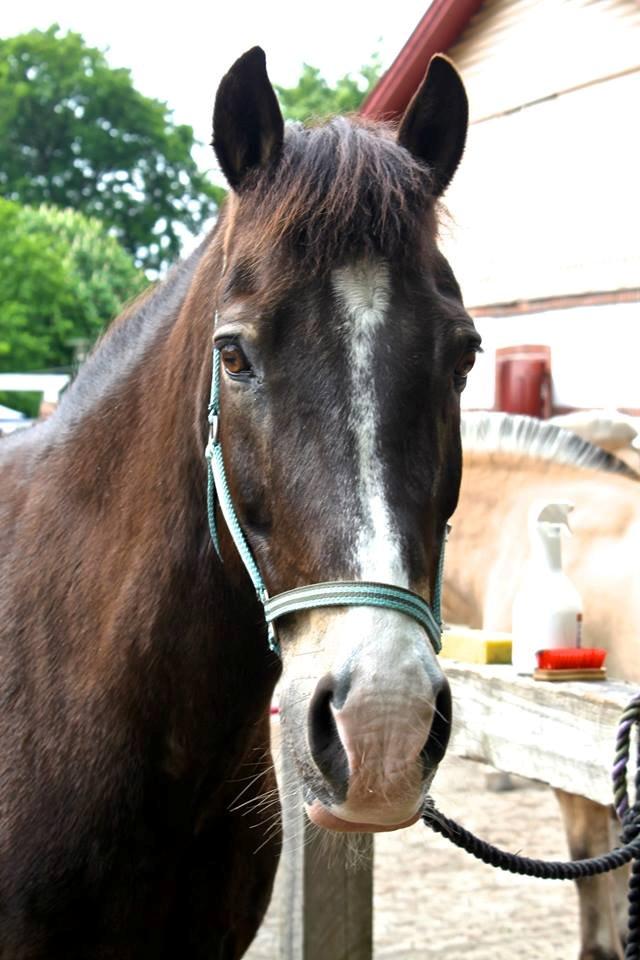 Anden særlig race Solly - Den dejligste <3 billede 5