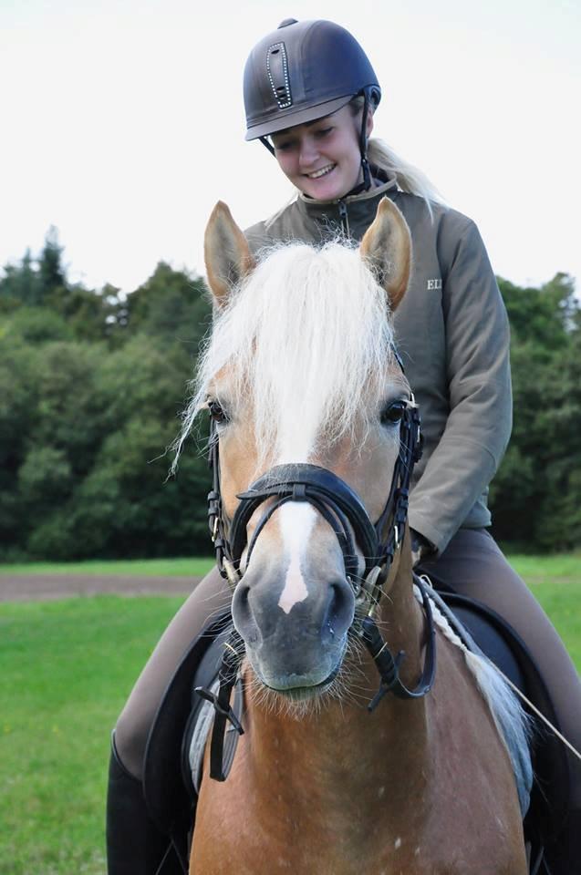 Haflinger Baflo af Brunbjerg - Avlshingst - taget af Jette billede 6