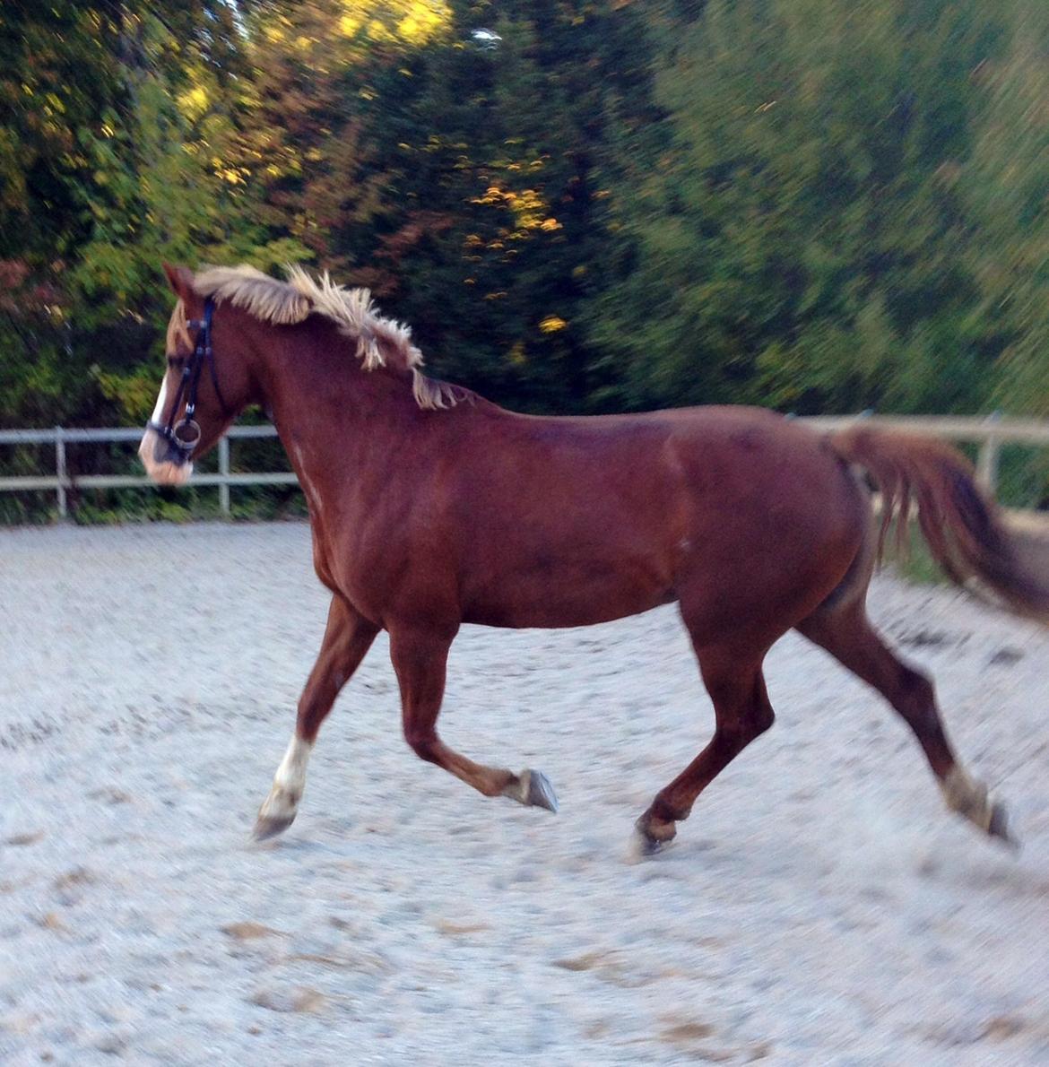 Welsh Cob (sec D) Okali D'alloue * Drømme ponyen* billede 19