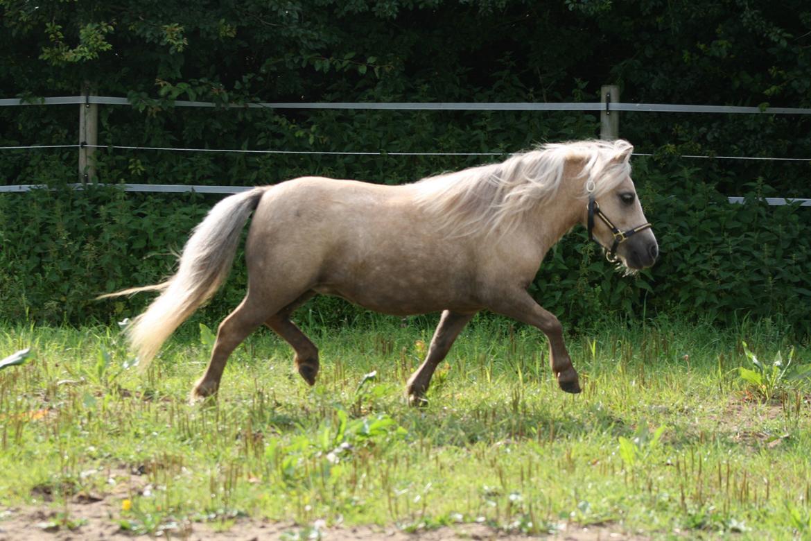 Shetlænder Aastrupgaards Pretty Lady billede 15