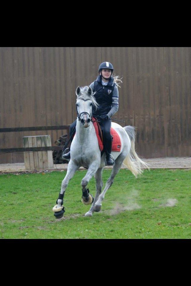 Arabisk fuldblod (OX) Bounique Bogota(låne pony) billede 14