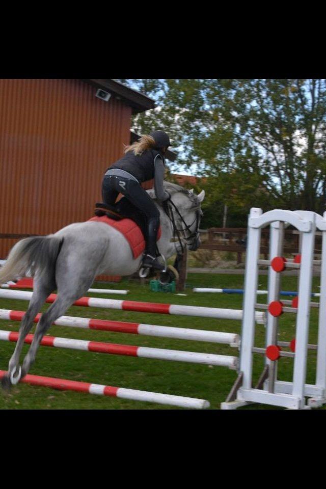 Arabisk fuldblod (OX) Bounique Bogota(låne pony) billede 15