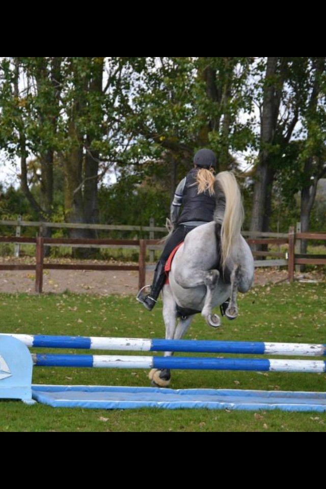 Arabisk fuldblod (OX) Bounique Bogota(låne pony) billede 17