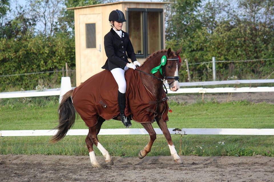 New Forest Strandagers Brandy - 
Velkommen til Brandys profil. Begrund venligt lav eller middel:) Vinder af Søhøjlandets maxicup i ponydressur:-)))  billede 1