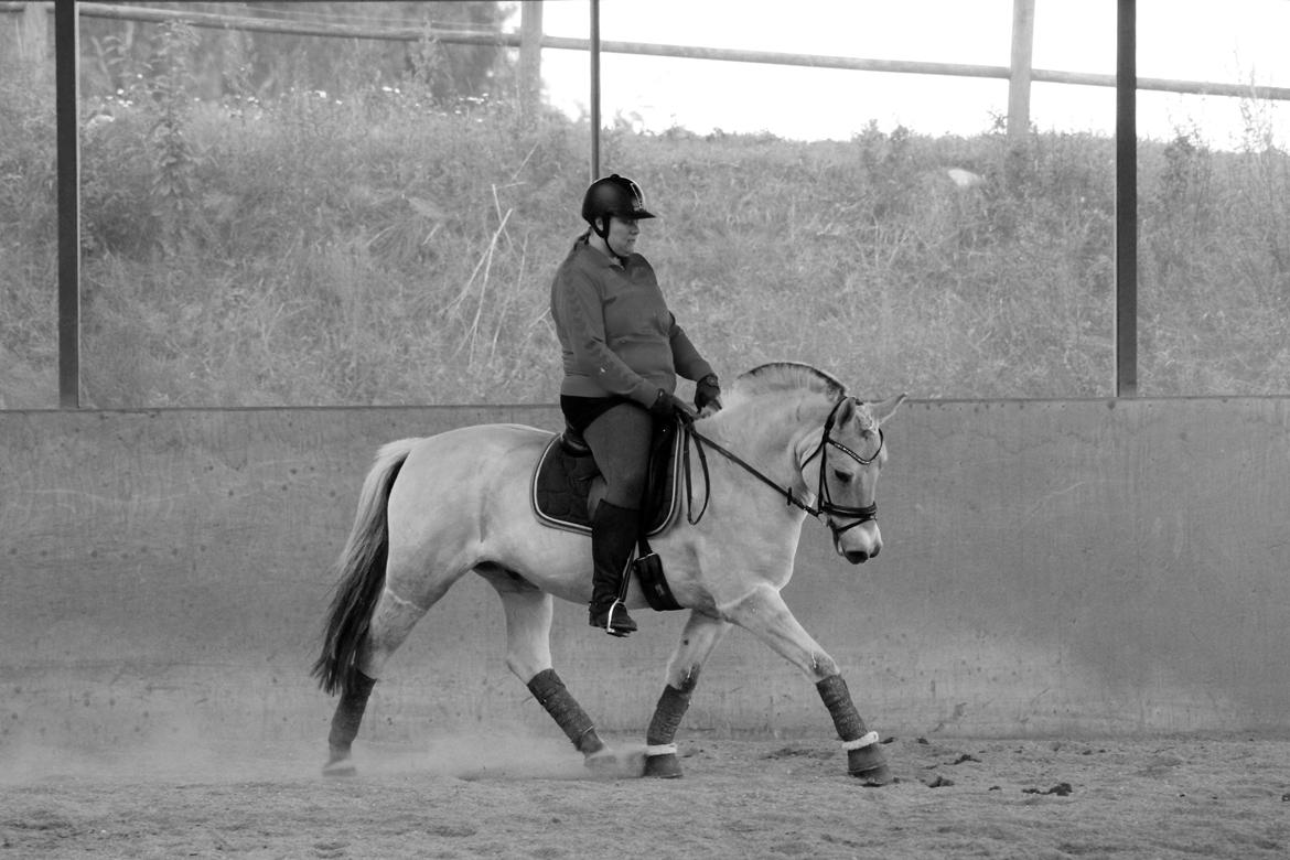 Fjordhest JULIUS - Lerbækhus - September 2013. billede 2