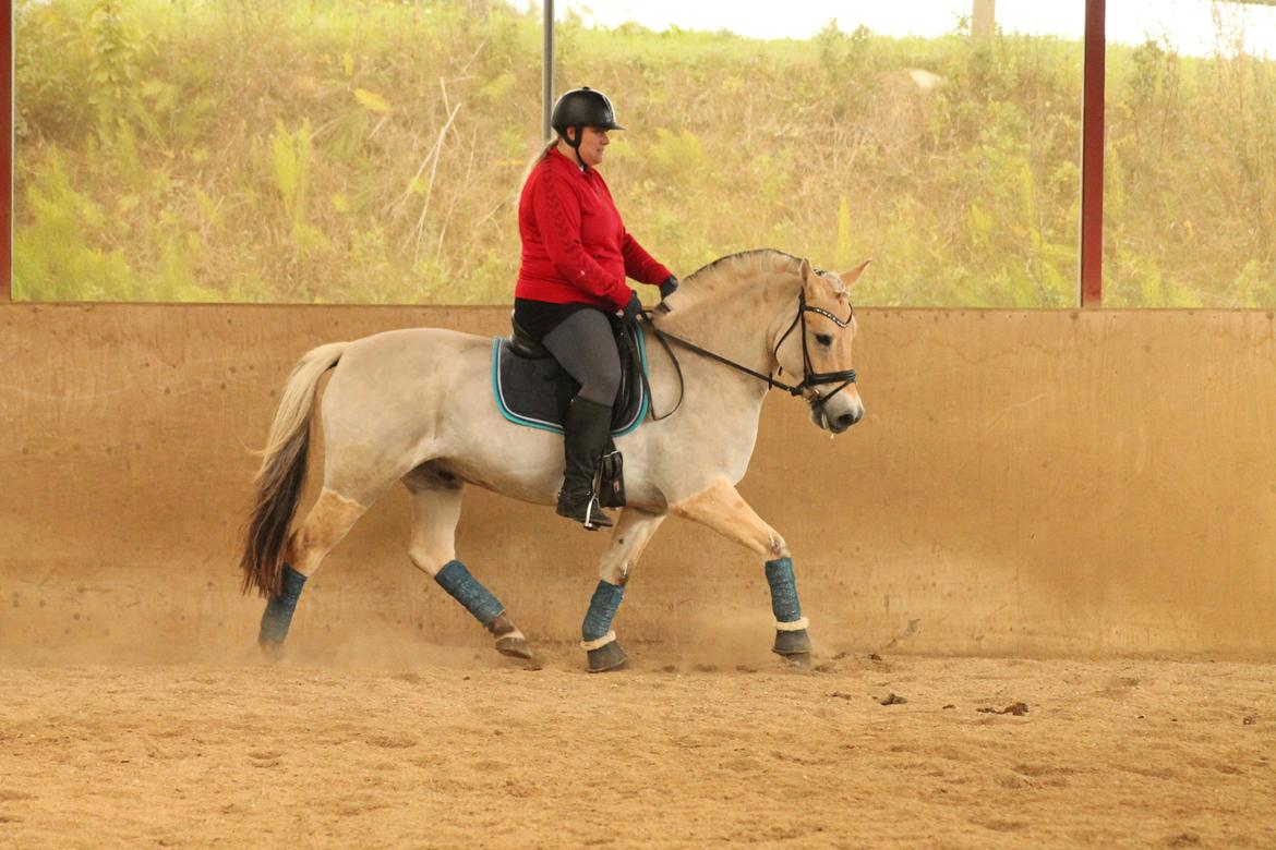 Fjordhest JULIUS - Lerbækhus - September 2013. billede 4