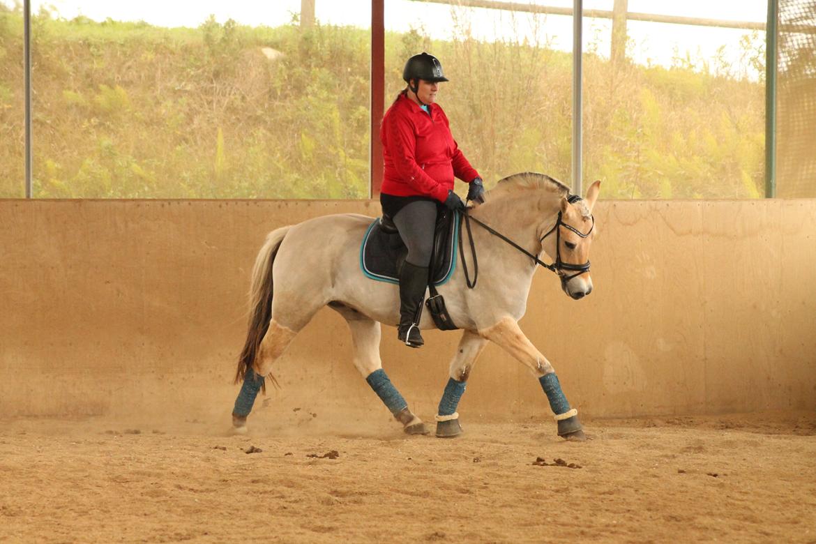Fjordhest JULIUS - Lerbækhus - September 2013. billede 5