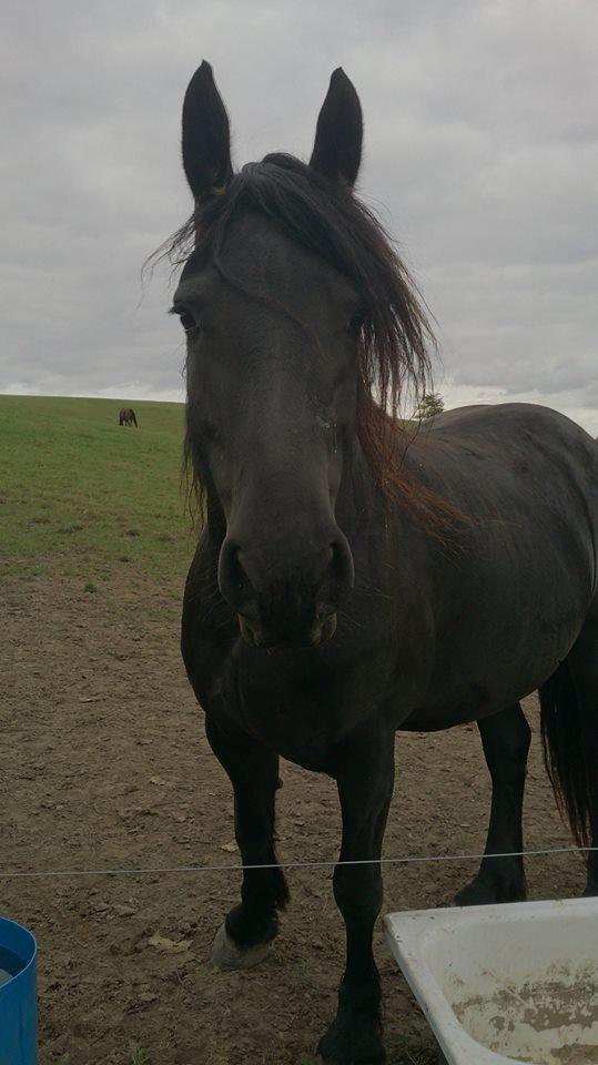 Frieser tjerk billede 1