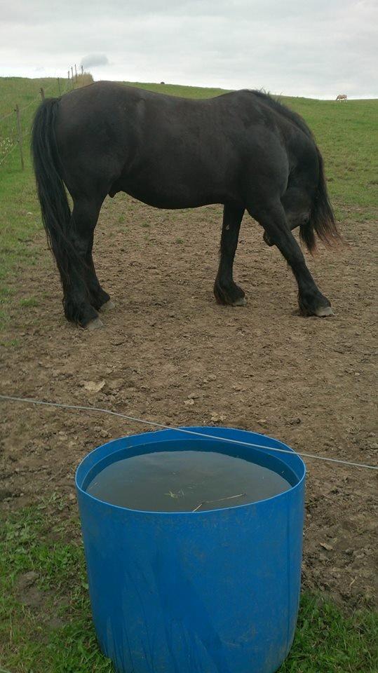 Frieser tjerk billede 2