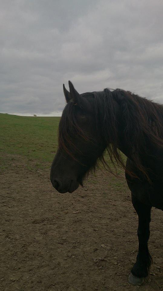 Frieser tjerk billede 4