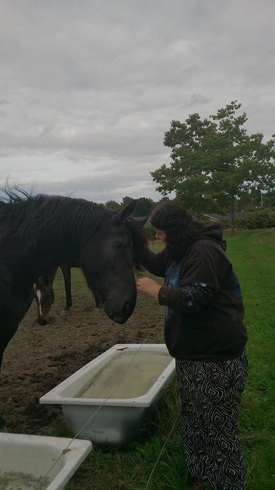 Frieser tjerk billede 5