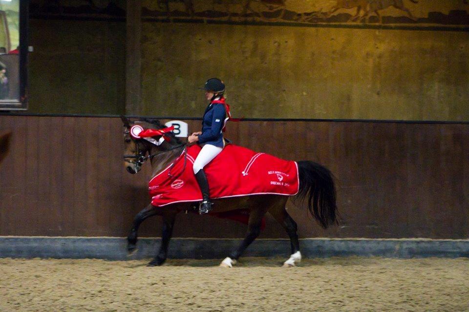 Anden særlig race Felix / Bortgivet - Klubmester dressur 2012 hest billede 1