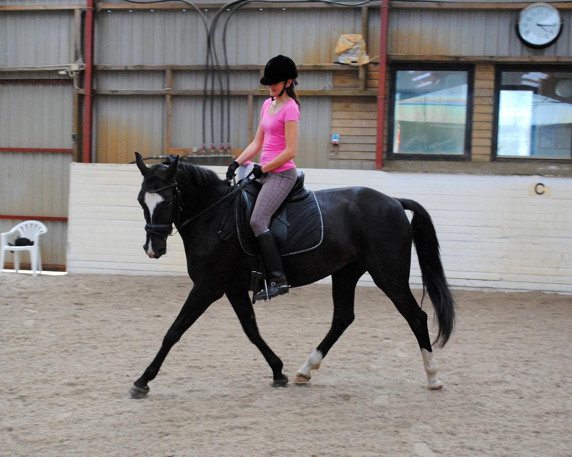 Anden særlig race Beauty "BÆSTET"  <3 billede 19