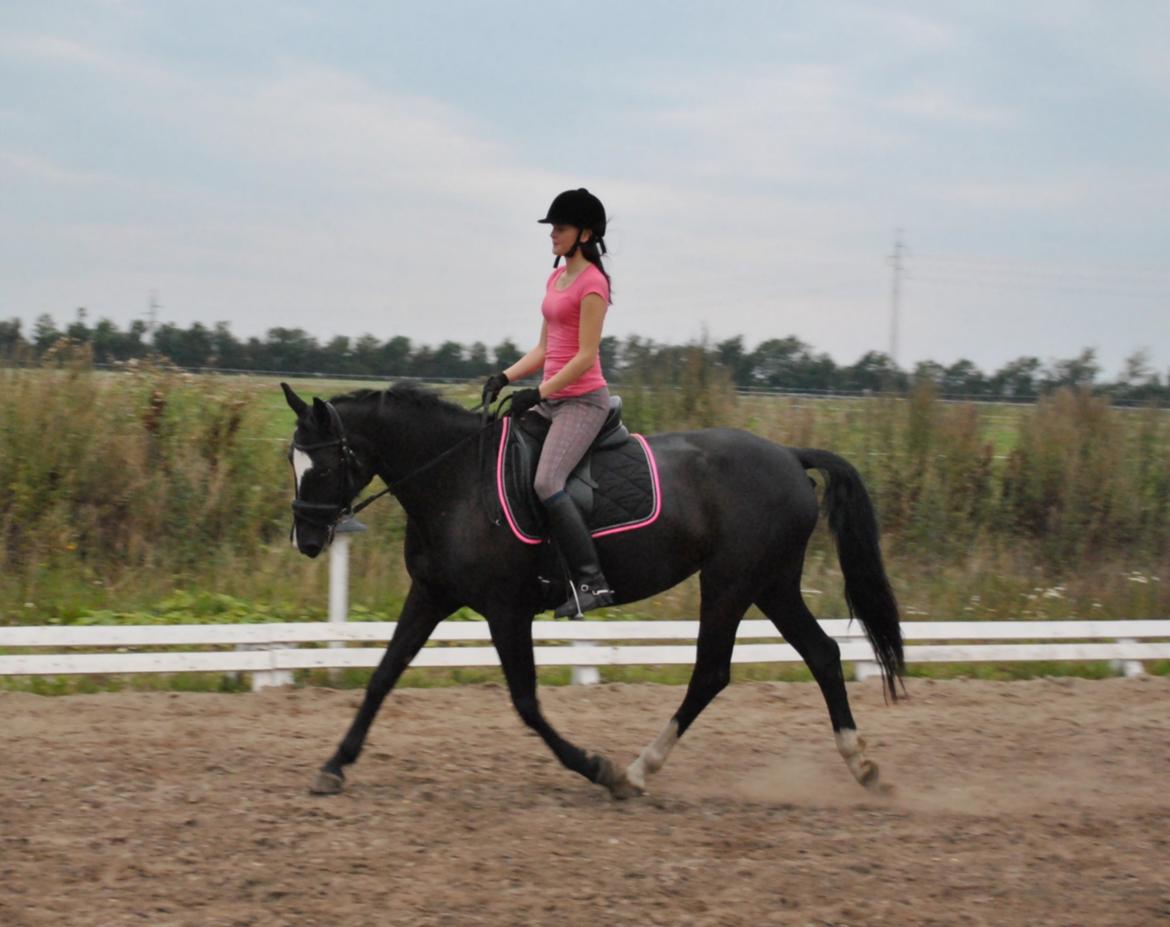 Anden særlig race Beauty "BÆSTET"  <3 billede 20