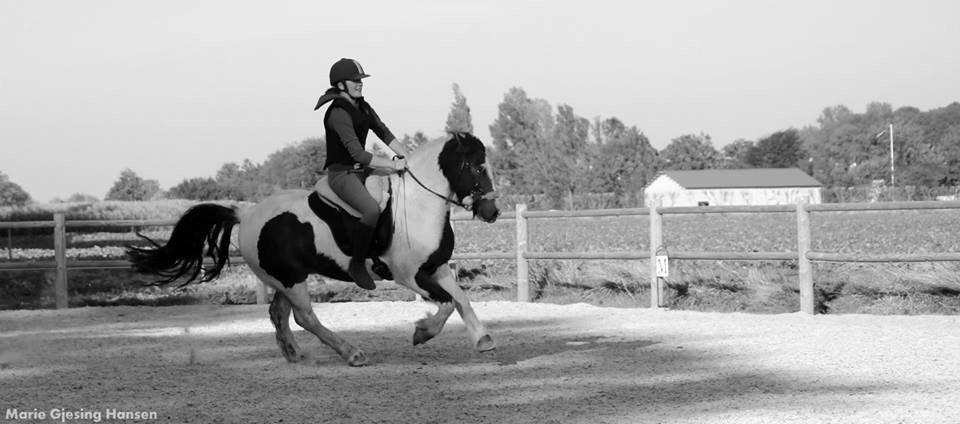 Irish Cob Crossbreed Palle - Foto: Marie Gjesing Hansen billede 2
