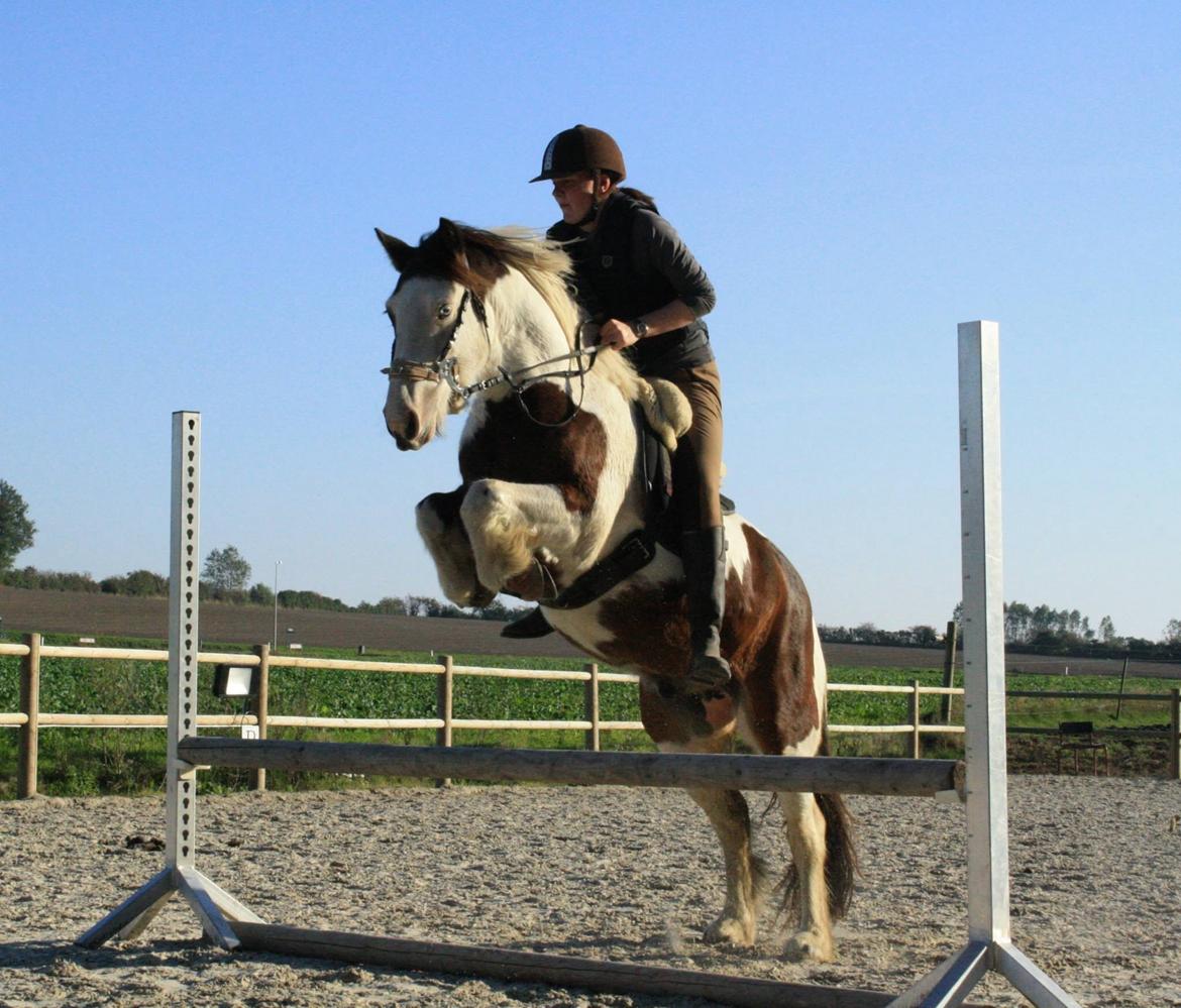 Irish Cob Crossbreed Palle - Foto: Maia Ea Lindemark Lervad billede 9