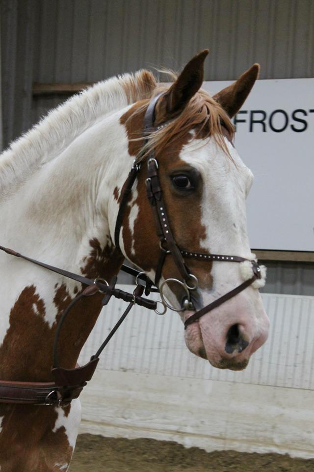 Pinto Nikolaj af Dutterup billede 18