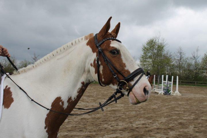 Pinto Nikolaj af Dutterup billede 19