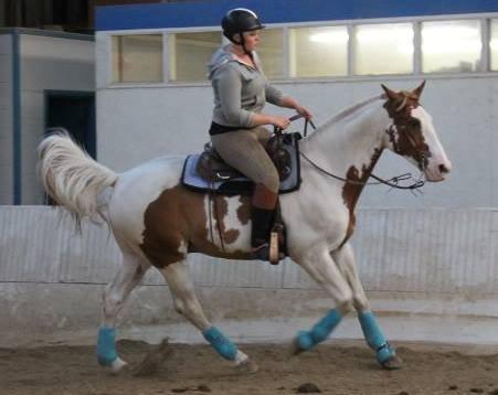 Pinto Nikolaj af Dutterup billede 21