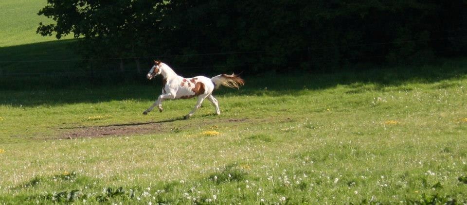 Pinto Nikolaj af Dutterup billede 22