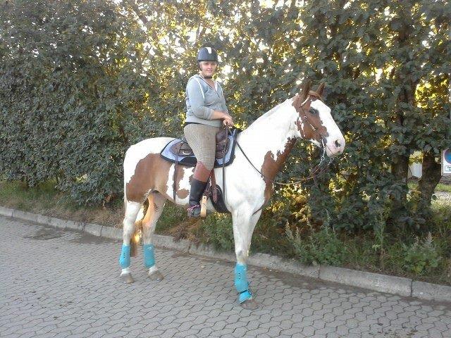 Pinto Nikolaj af Dutterup billede 23