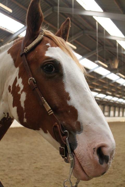 Pinto Nikolaj af Dutterup billede 24