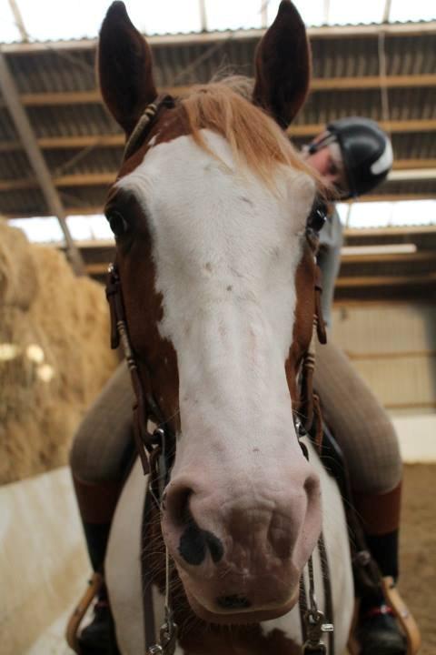 Pinto Nikolaj af Dutterup billede 25