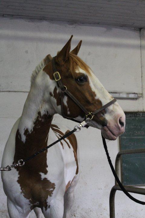 Pinto Nikolaj af Dutterup billede 26