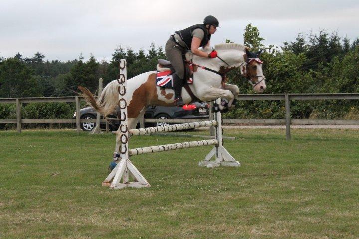 Pinto Nikolaj af Dutterup billede 27