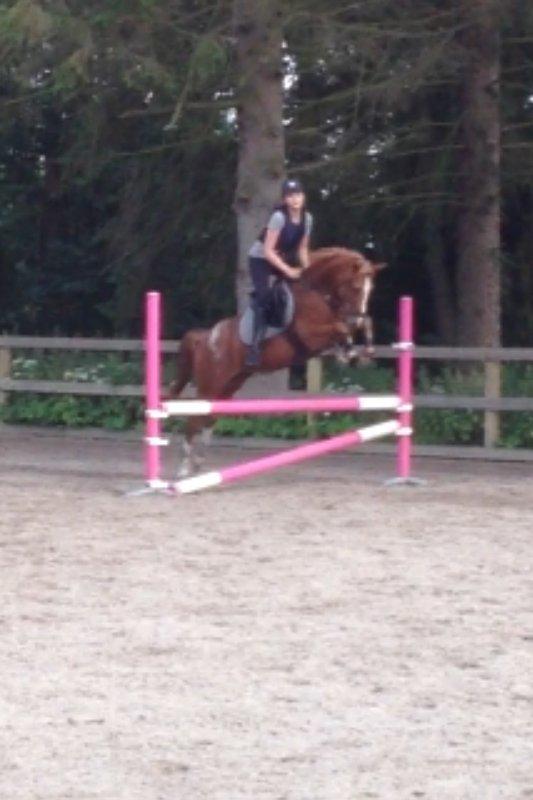 DSP Lintrupgaard Cavito - Da jeg var ude at prøve ham første gang :-) billede 10