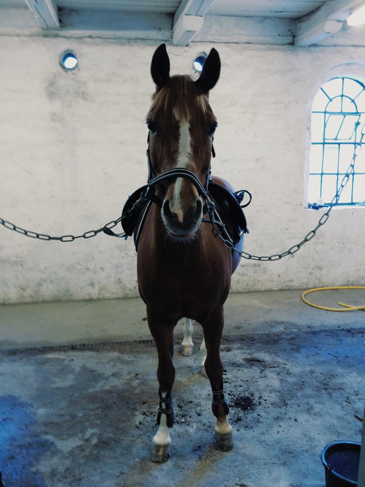 DSP Lintrupgaard Cavito billede 19